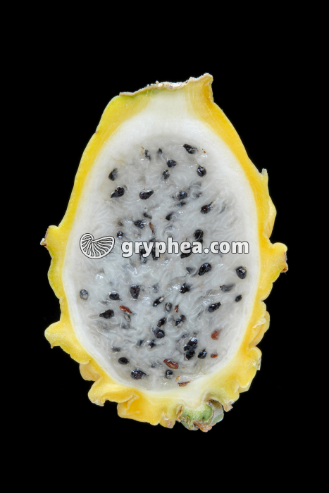 Pitaya jaune CL (Hylocerus undatus) - gryphea.org